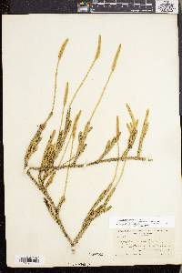 Lycopodium lagopus image