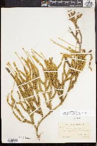 Lycopodium lagopus image