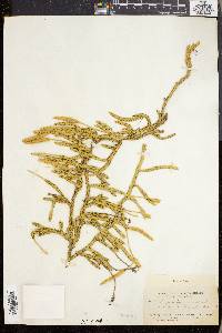 Lycopodium lagopus image