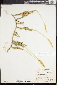 Lycopodium lagopus image