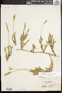 Lycopodium lagopus image