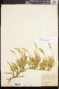 Lycopodium lagopus image