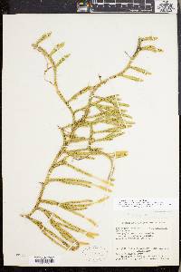 Lycopodium lagopus image