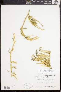Lycopodium lagopus image