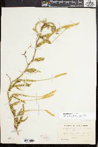 Lycopodium lagopus image