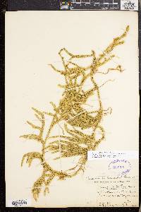 Lycopodium lagopus image
