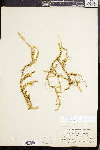 Lycopodium lagopus image