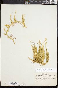 Lycopodium lagopus image