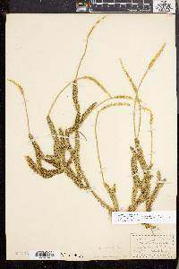Lycopodium lagopus image
