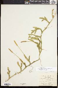 Lycopodium lagopus image