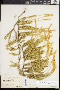 Lycopodium lagopus image