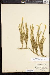 Lycopodium lagopus image