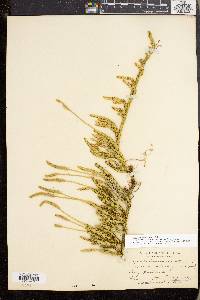 Lycopodium lagopus image