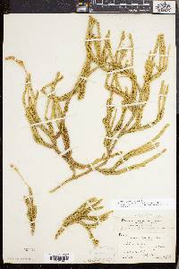 Lycopodium lagopus image