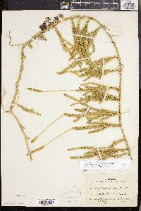 Lycopodium lagopus image