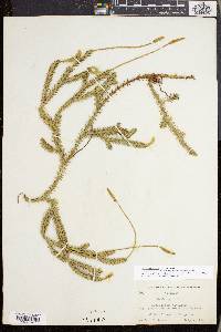 Lycopodium lagopus image