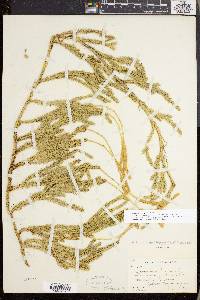 Lycopodium lagopus image