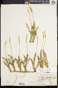 Lycopodium lagopus image