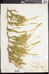 Lycopodium lagopus image