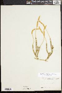 Lycopodium lagopus image