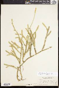 Lycopodium lagopus image