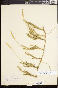 Lycopodium lagopus image
