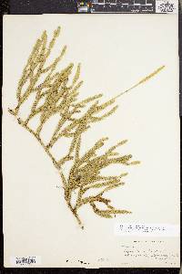 Lycopodium lagopus image