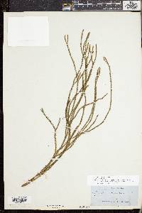 Huperzia acerosa image