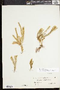 Huperzia acerosa image