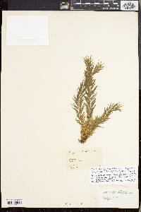 Huperzia taxifolia image