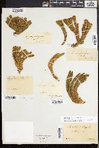 Huperzia selago image