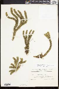 Huperzia selago image