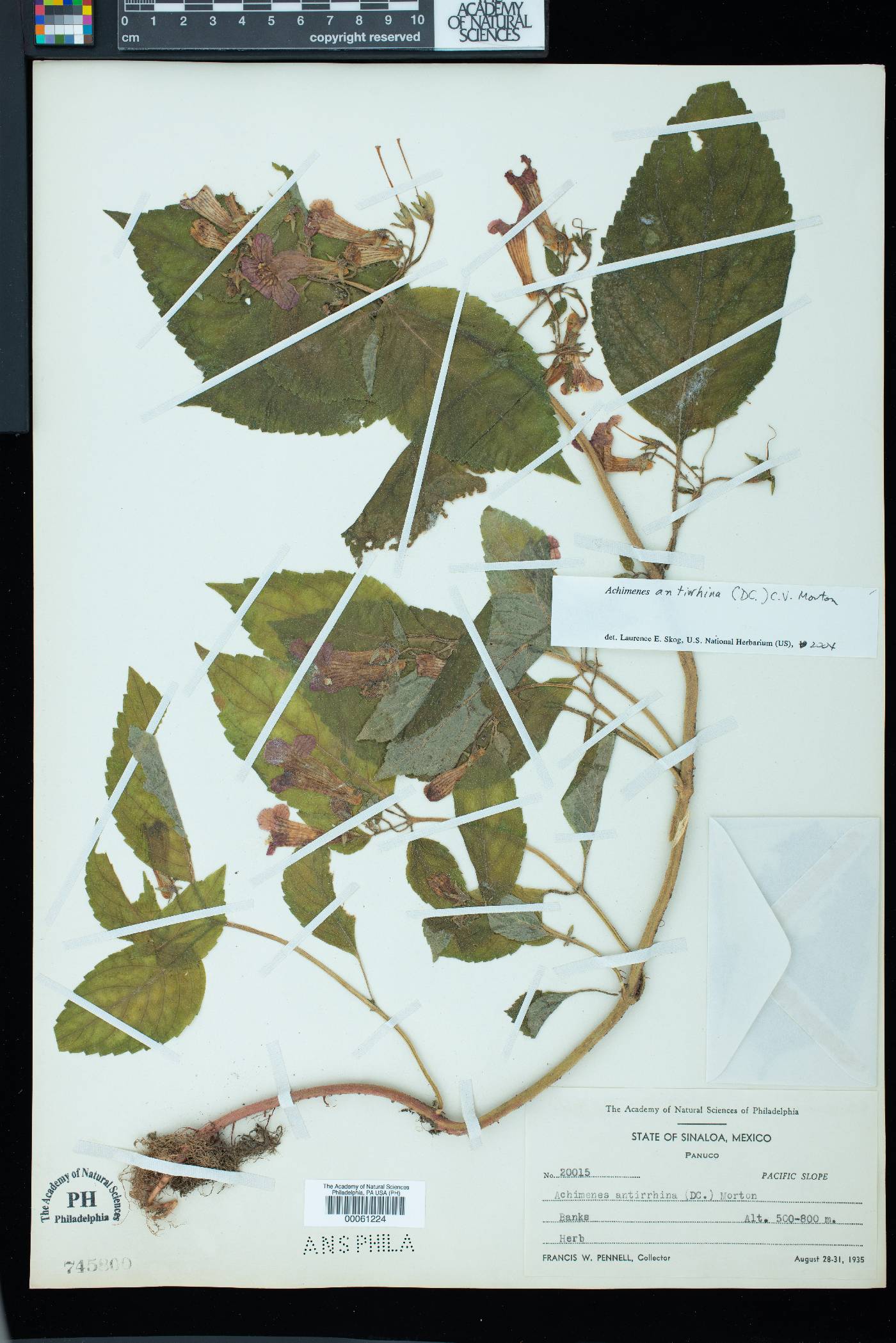 Achimenes antirrhina image