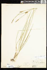 Carex meadii image