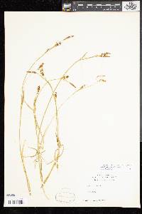 Carex panicea image