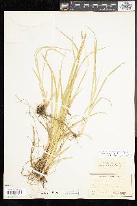 Carex panicea image