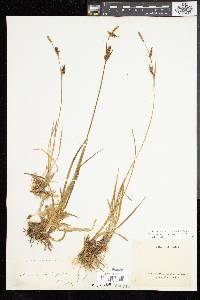 Carex panicea image