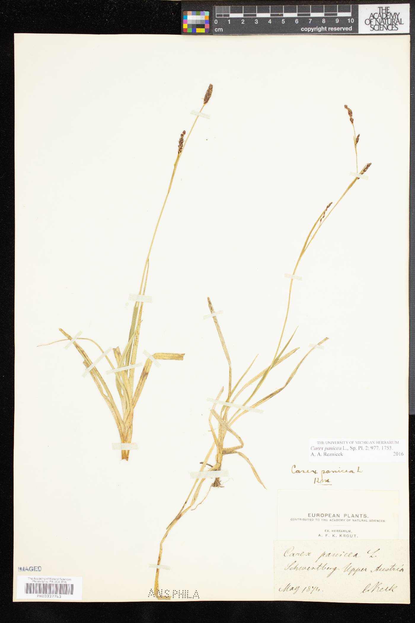 Carex panicea image