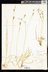 Carex panicea image