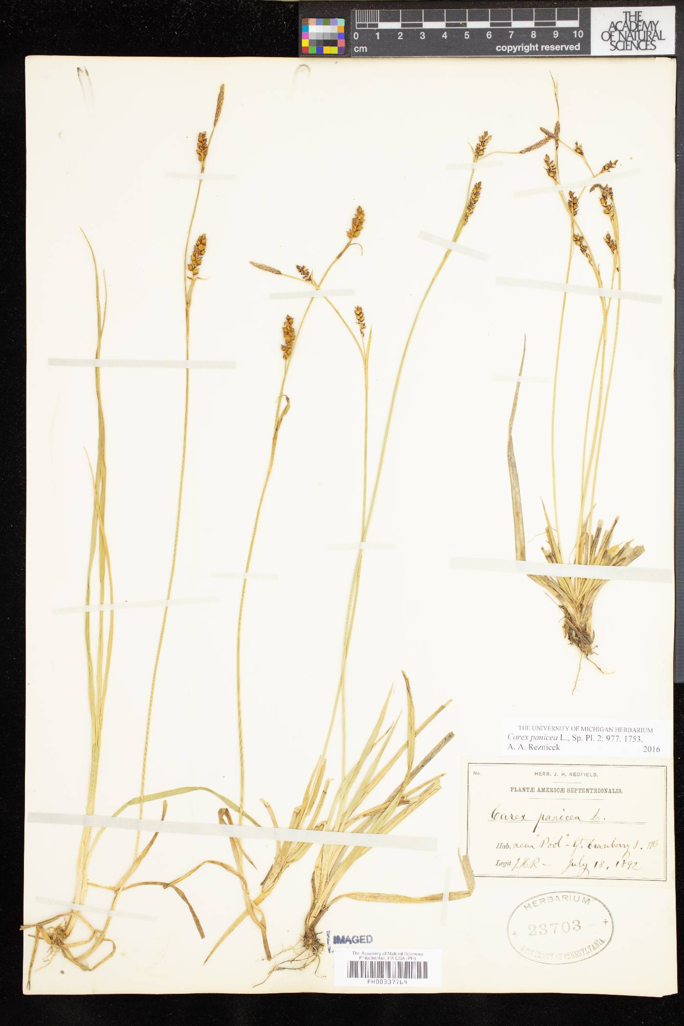 Carex panicea image