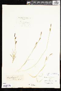 Carex panicea image