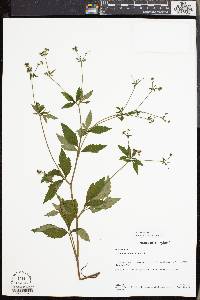 Circaea canadensis image