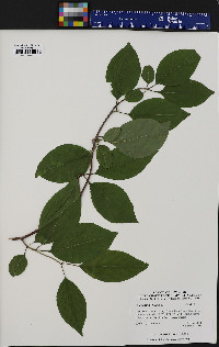 Viburnum lentago image