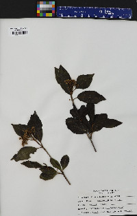 Viburnum cassinoides image