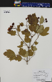 Viburnum trilobum image