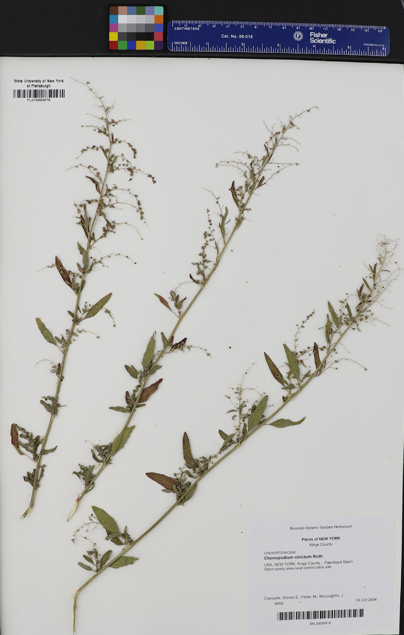 Chenopodium strictum image