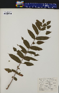 Rhus typhina image