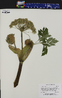 Angelica atropurpurea image