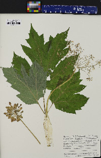 Heracleum maximum image