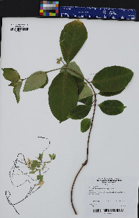 Strophanthus preussii image